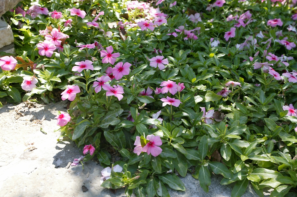 Picture of Catharanthus roseus 'Mediterranean Strawberry XP' Mediterranean Strawberry XP Vinca