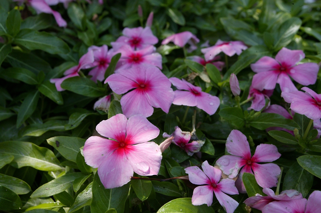 Picture of Catharanthus roseus 'Mediterranean Strawberry XP' Mediterranean Strawberry XP Vinca