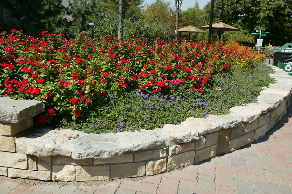 Picture of Catharanthus roseus 'Titan Dark Red' Titan Dark Red Vinca