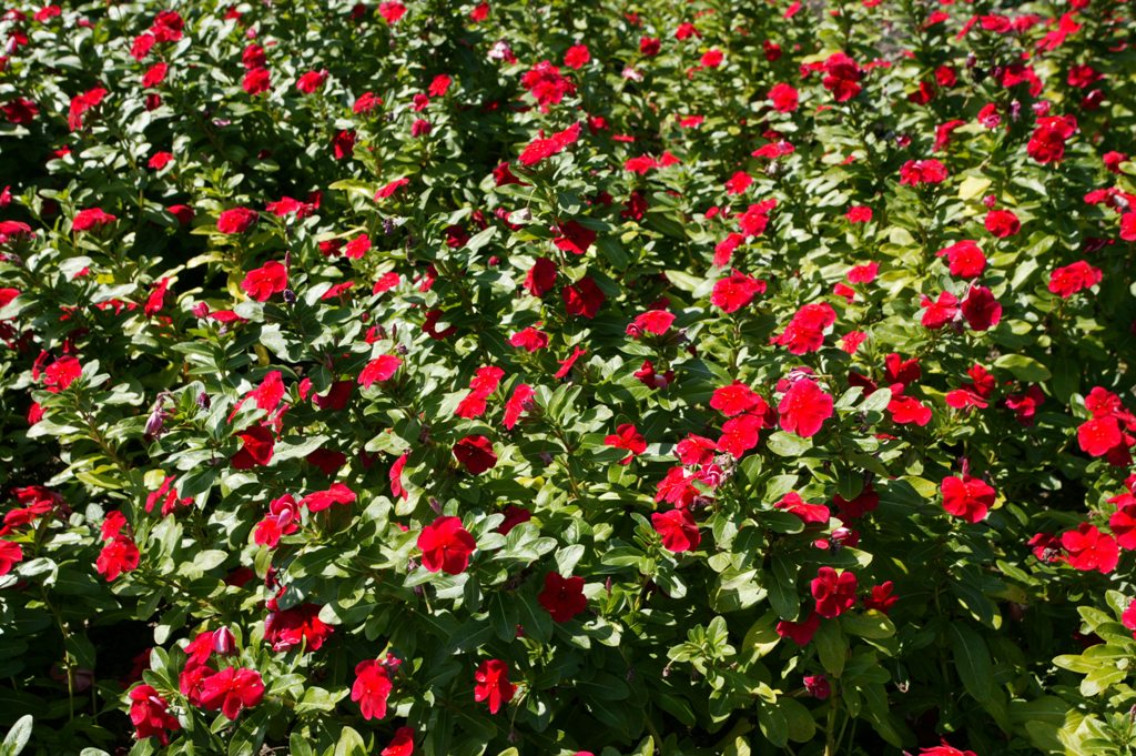 Picture of Catharanthus roseus 'Titan Dark Red' Titan Dark Red Vinca