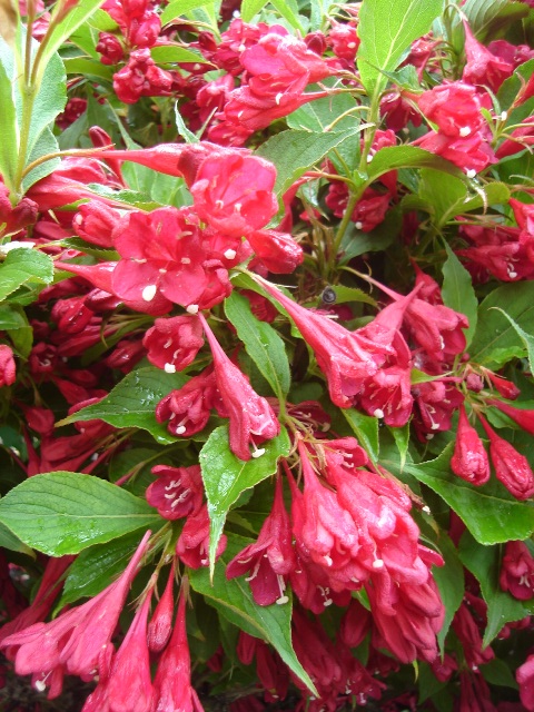 Picture of Weigela florida  Old Fashioned Weigela