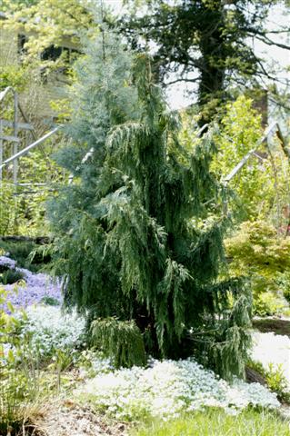 Picture of Chamaecyparis nootkatensis 'Pendula' Weeping Nootka Falsecypress, Weeping Alaska-cedar