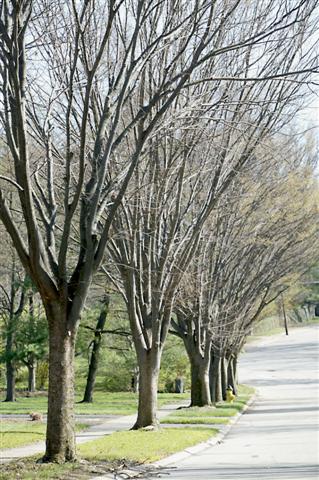 Zelkova serrata zelkovaserrata040409middletonave.clifton.jpg