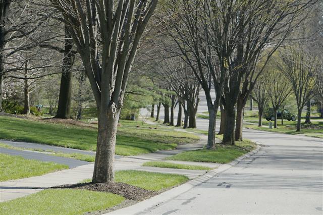 Zelkova serrata zelkovaserrata040409middletonaveclifton.jpg