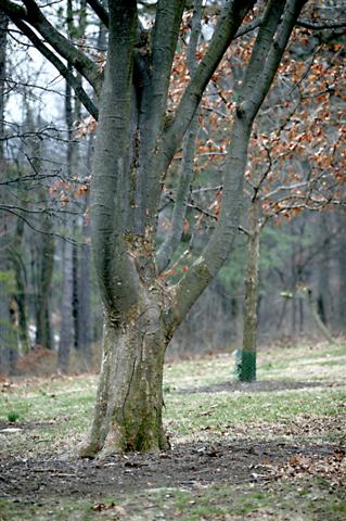 Picture of Zelkova serrata  Japanese Zelkova