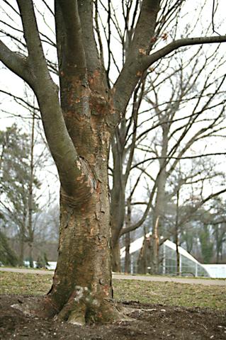 Picture of Zelkova serrata  Japanese Zelkova