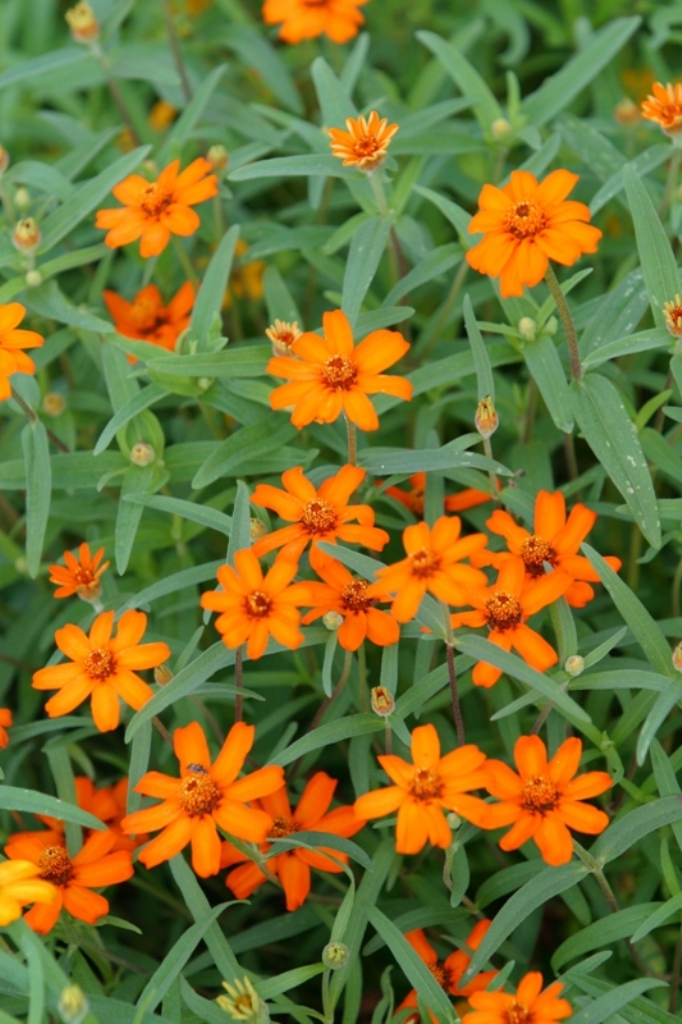 Picture of Zinnia augustifolia 'Star Orange' Star Orange Zinnia