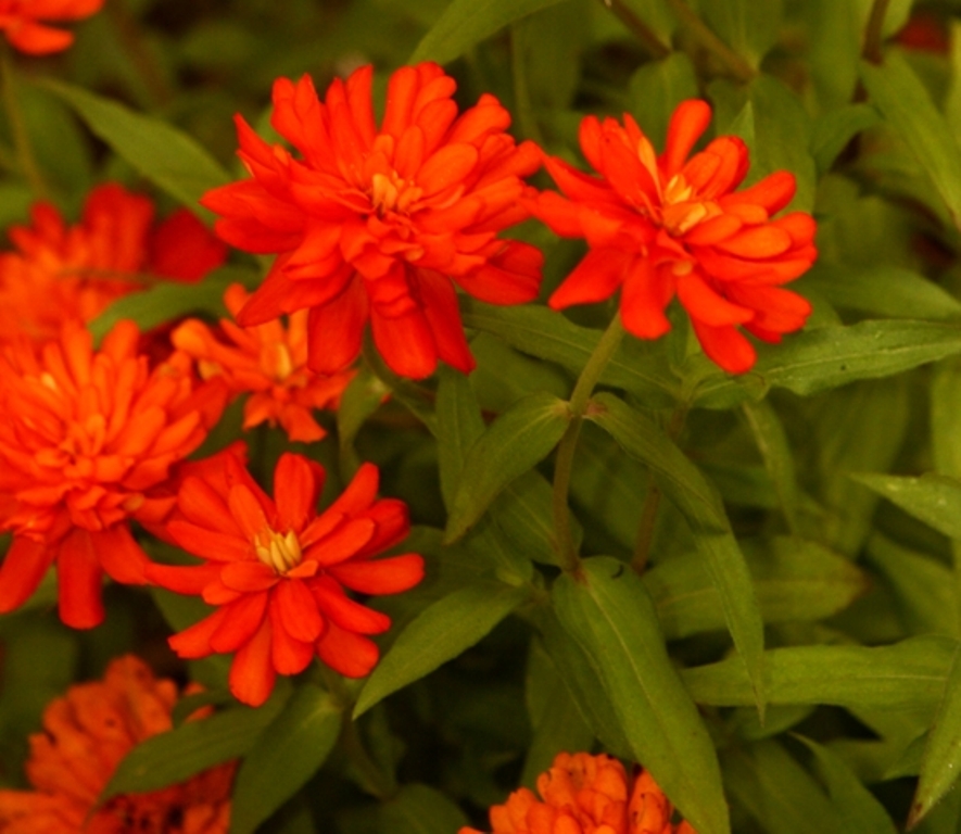 Picture of Zinnia  'Zahara Double Fire' Zahara Double Fire Zinnia