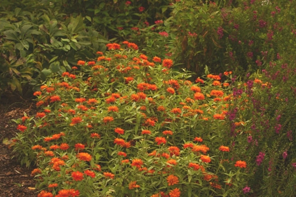 Picture of Zinnia  'Zahara Double Fire' Zahara Double Fire Zinnia