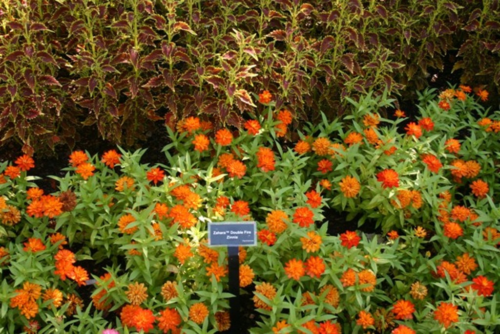 Picture of Zinnia  'Zahara Double Fire' Zahara Double Fire Zinnia