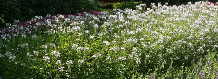 Picture of Cleome  Senorita Blanca