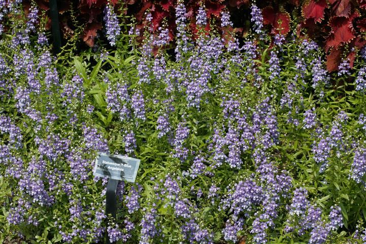 Picture of Angelonia angustifolia Statuesque Blue
