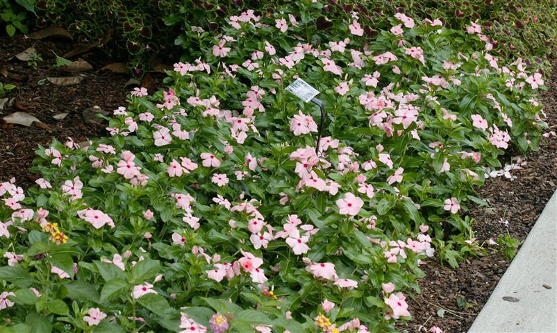 Picture of Catharanthus%20%20roseus%20'Titan%20Apricot'%20Titan%20Apricot%20Vinca