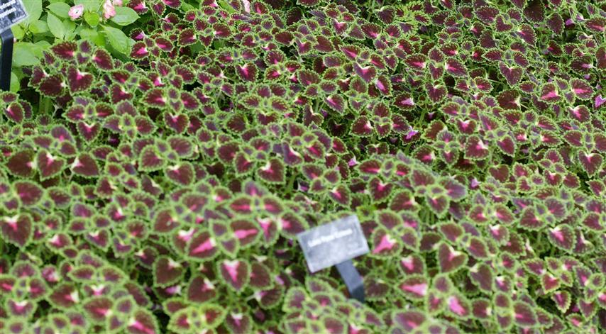 Picture of Solenostemon  Lava Rose Lava Rose Coleus