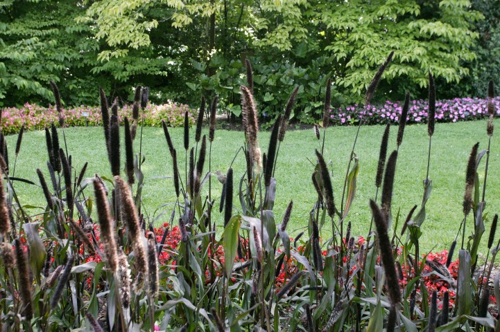 Picture of Pennisetum glacum 'Purple Majesty' 'Purple Majesty'