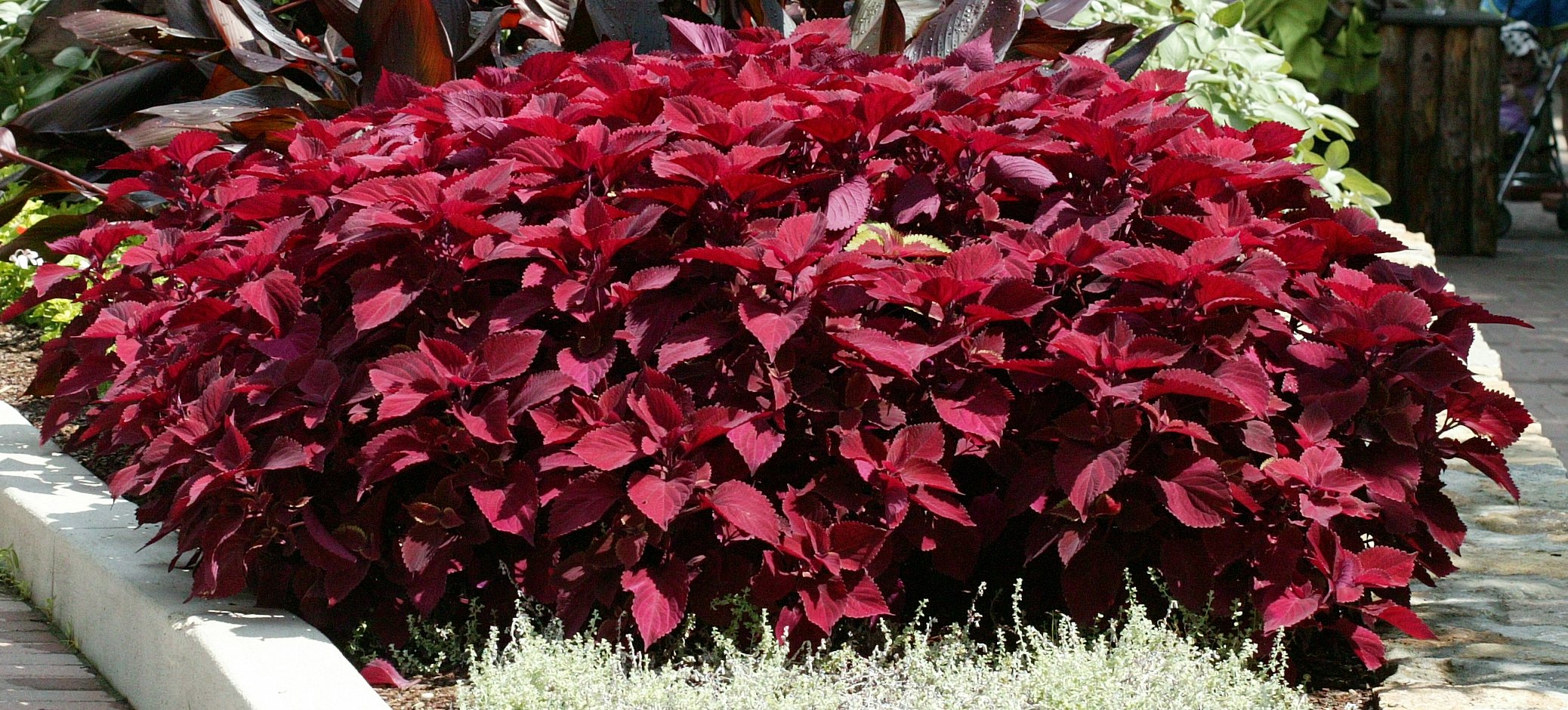 Picture of Solenostemon hybrida 'Redhead' Redhead Coleus