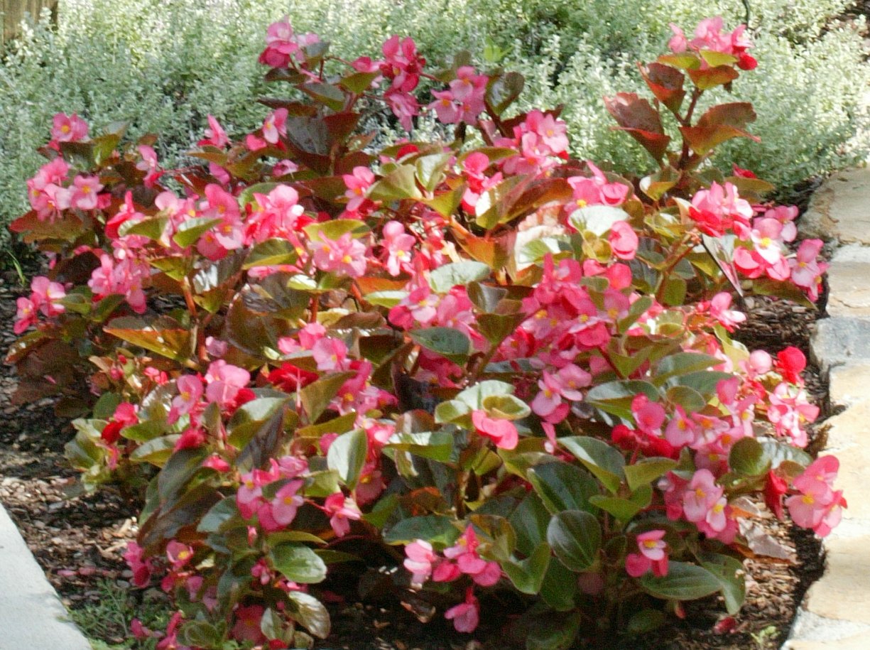 Picture of Begonia  Big Rose with Bronze Leaf 