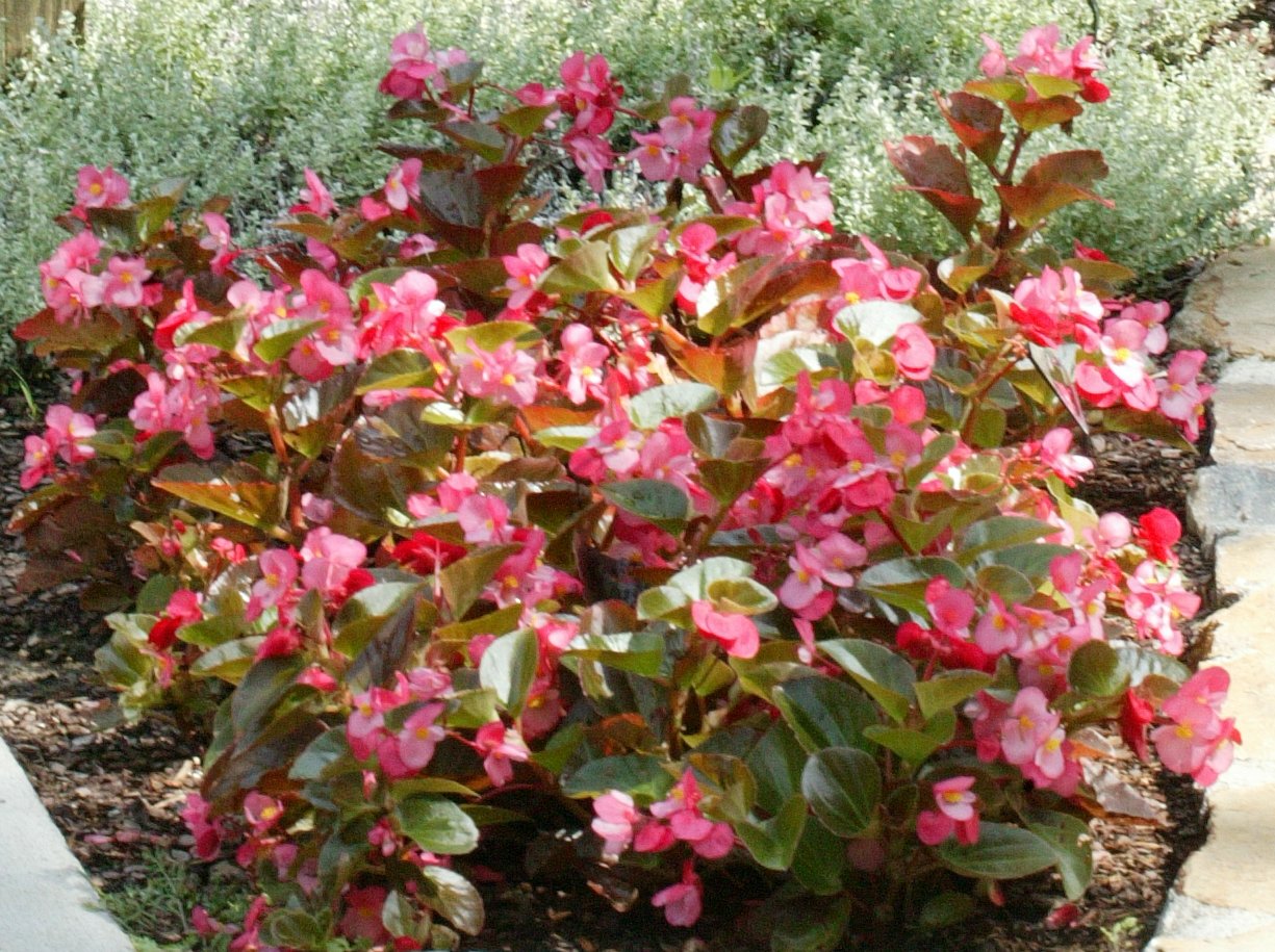 Picture of Begonia  Big Rose with Bronze Leaf