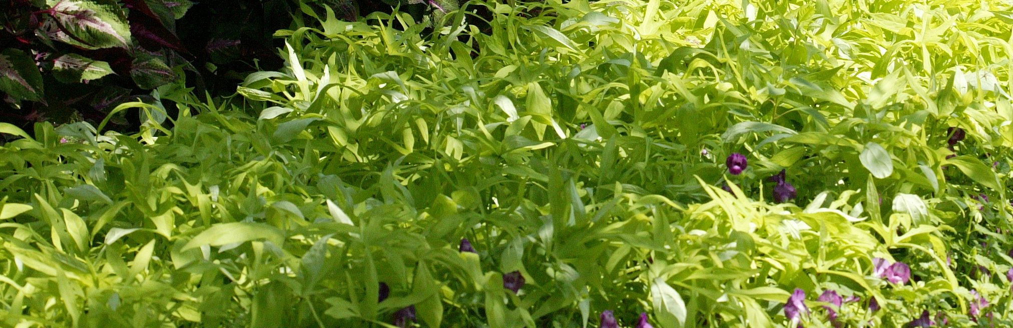 Picture of Ipomoea  Illusion Emerald Lace 