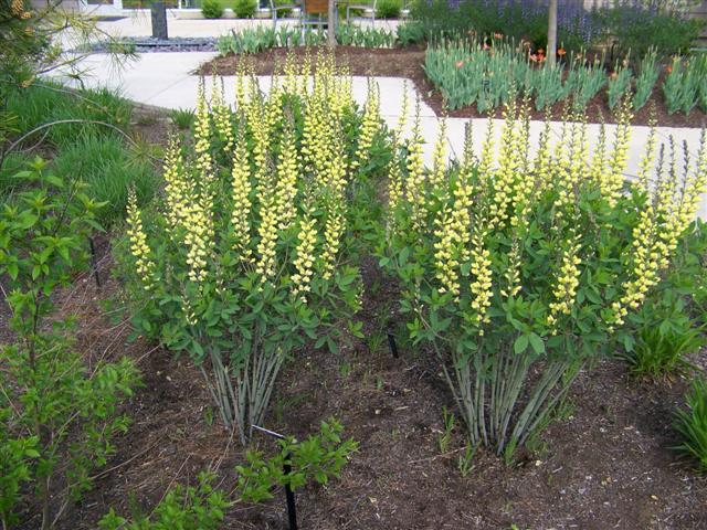 Picture of Baptisia x 'Carolina Moonlight' Carolina Moonlight Baptisia