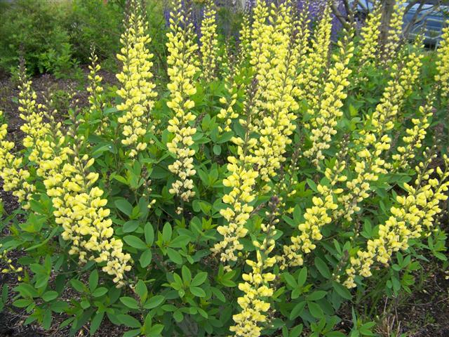 Picture of Baptisia x 'Carolina Moonlight' Carolina Moonlight Baptisia