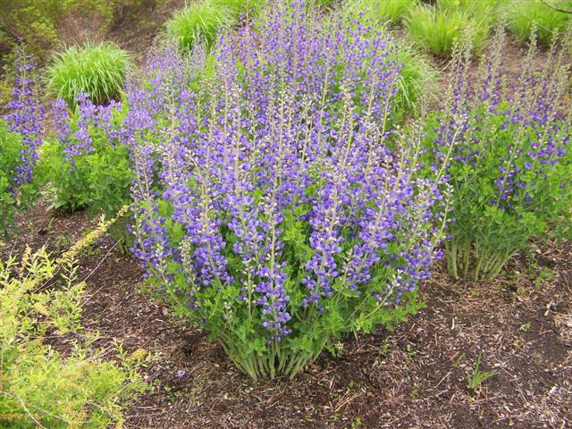 Picture of Baptisia australis var. minor  Lesser Baptisia