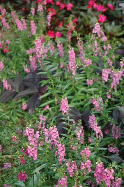 Picture of Angelonia angustifolia AngelMist Rose Dark Improved