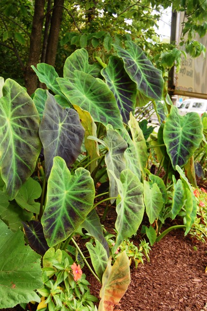 Picture of Colocasia esculenta 'Illustris' Elephant