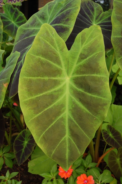 Picture of Colocasia esculenta 'Illustris' Elephant