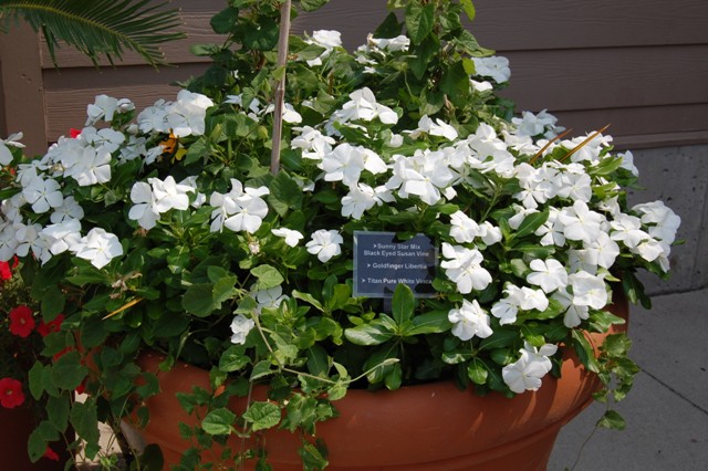 Picture of Catharanthus roseus 'Titan Pure White' Titan Pure White Vinca