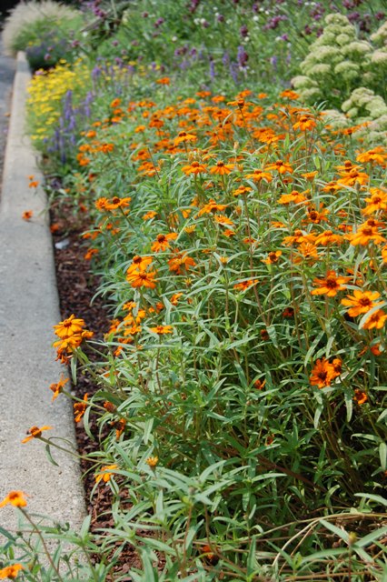 Picture of Impatiens walleriana 'Fanfare Orange Trailing' Fanfare Orange Trailing