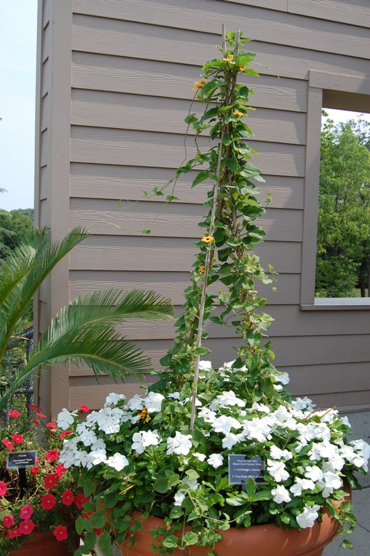 Picture of Thunbergia alata Sunny Star Mix Black Eyed Susan Vine Sunny Star Mix Black Eyed Susan Vine