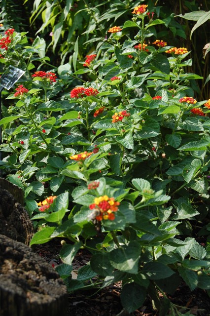 Picture of Lantana camara Patriot Cherry