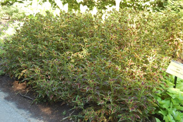 Picture of Lantana camara Patriot Cherry 