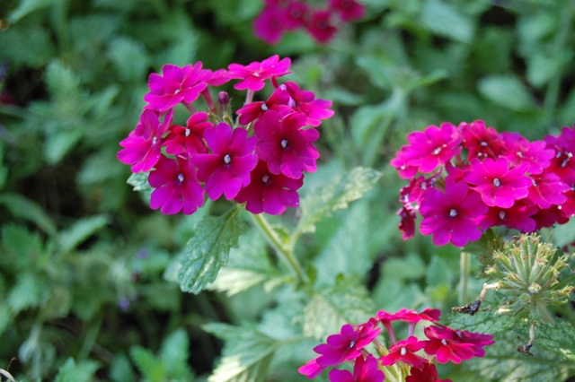 Picture of Verbena hybrid Superbena Burgundy Superbena 'Burgundy'