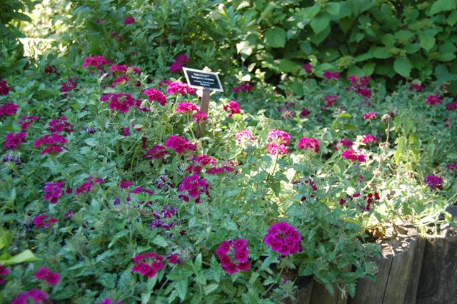 Picture of Verbena hybrid Superbena Burgundy Superbena 'Burgundy'