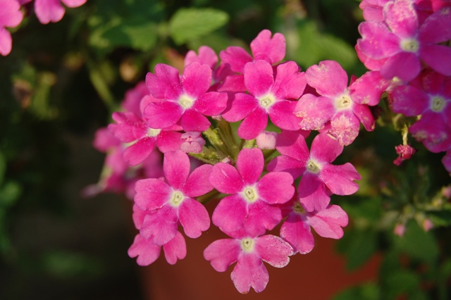 Picture of Verbena x hybrida Aztec Lavender Improved Verbena Aztec Lavender Improved Verbena