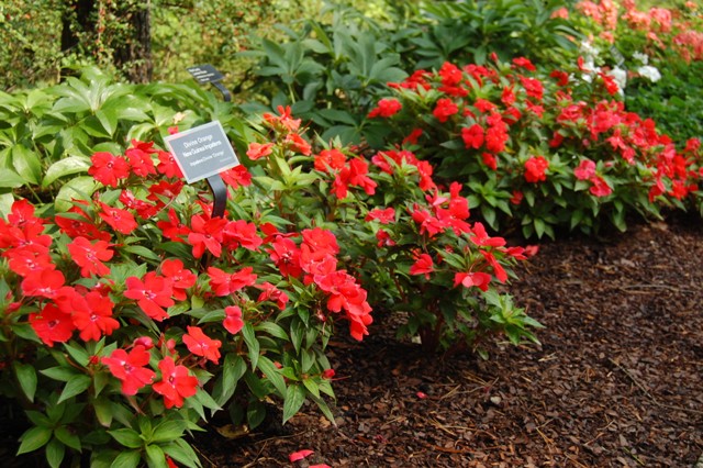 Picture of Impatiens hawkerii Divine Orange New Guinea Divine Orange New Guinea