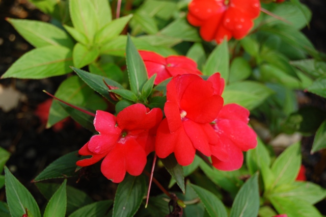 Picture of Impatiens hawkerii Divine Orange New Guinea Divine Orange New Guinea