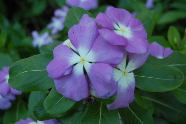 Picture of Catharanthus  'Titan Blue Halo'  Titan Blue Halo Vinca