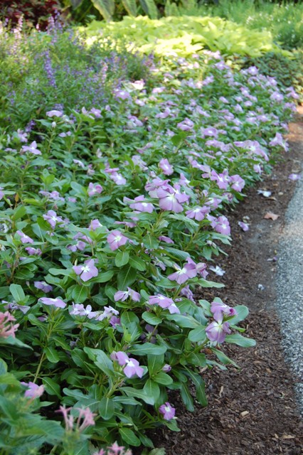 Picture of Catharanthus  'Titan Blue Halo'  Titan Blue Halo Vinca