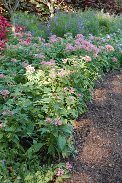 Picture of Pentas lanceolata Graffiti Pink Star-Cluster Graffiti Pink Star-Cluster