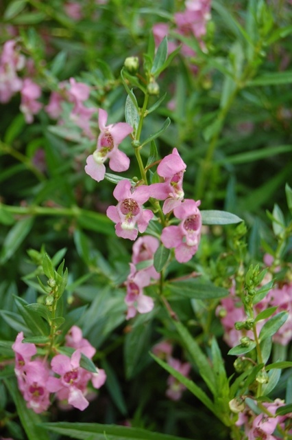 Picture of Gaura lindheimeri Summer Breeze Summer Breeze