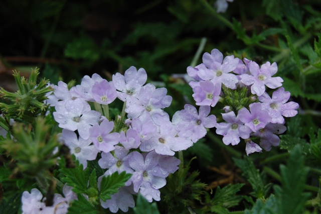 Picture of Verbena x hybrida 'Silver Magic' Silver Magic Verbena