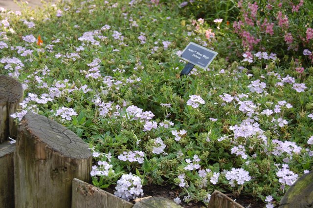 Picture of Verbena x hybrida 'Silver Magic' Silver Magic Verbena