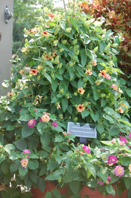 Picture of Thunbergia alata Black Eyed Susan Vine Black Eyed Susan Vine