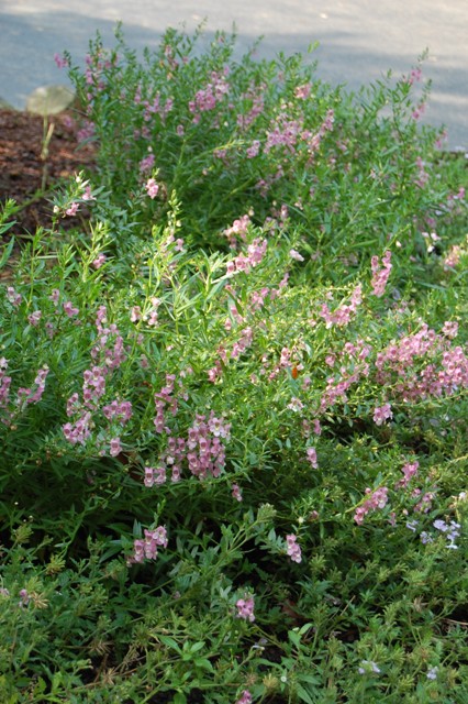 Picture of Angelonia angustifolia Serena Lavender Pink