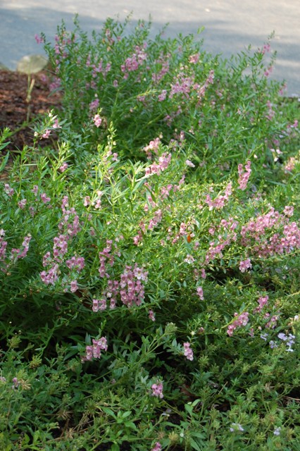 Picture of Angelonia angustifolia AngelMist Rose Dark Improved