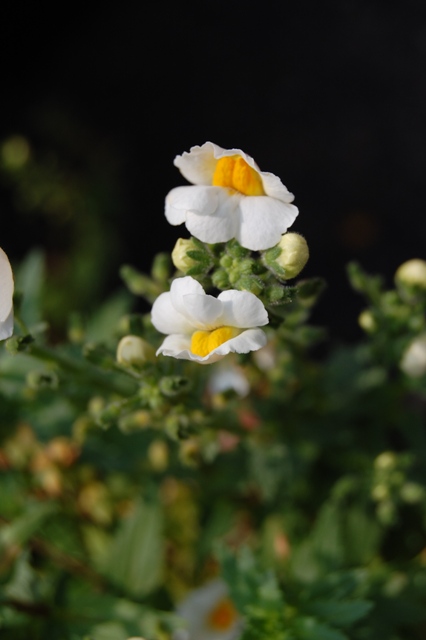 Picture of Nemesia%20hybrid%20Angel%20Art%20Pear%20Angel%20Art%20Pear