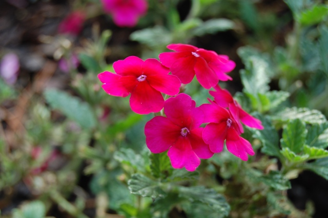 Picture of Verbena hybrid Tukana Raspberry 